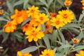 Zinnia angustifolia